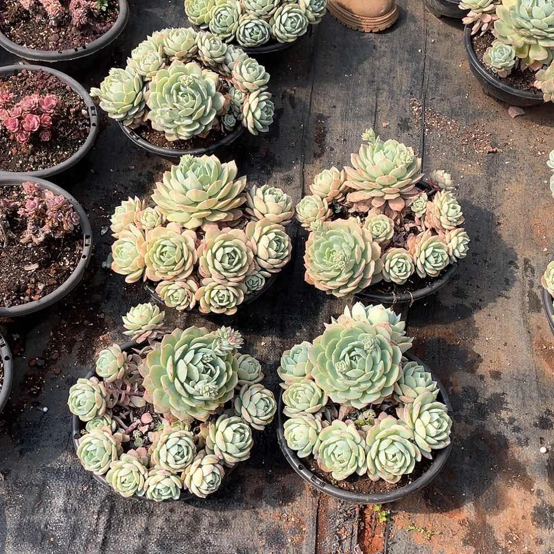 恋曲16.8米   量拍多肉