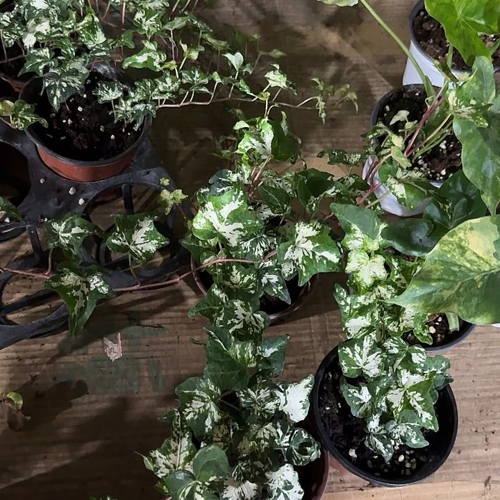 无花朵炼金术➕随机带锦海芋