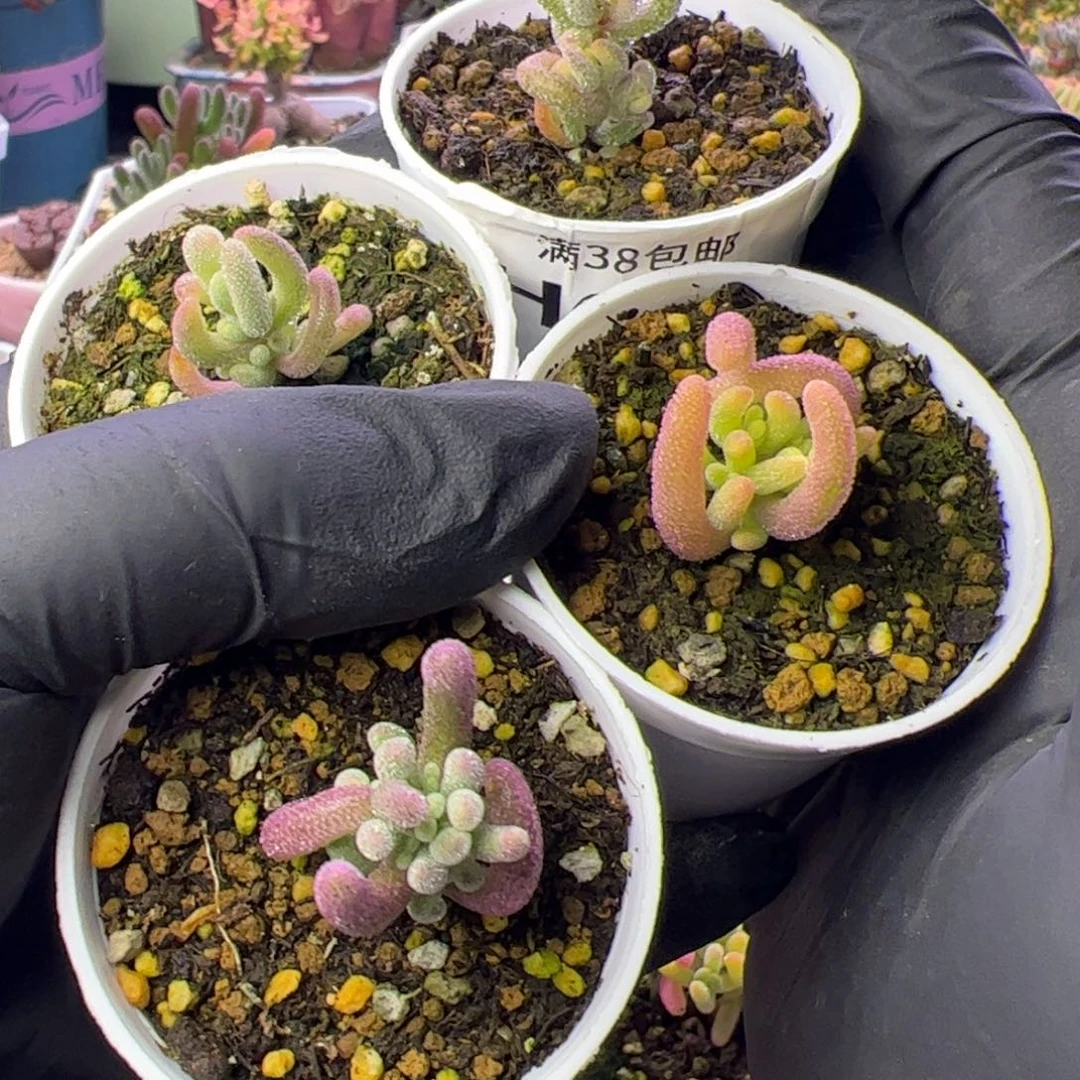 叶***友多肉植物枝干紫色超紫钻黄超白
