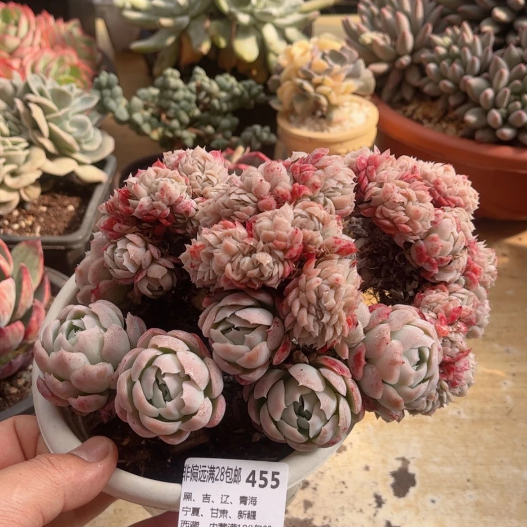【闪购商品】455贝瑞缀