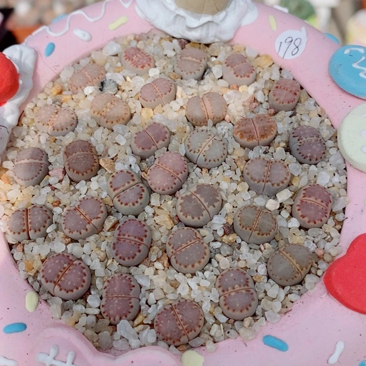 生石花花花花花花花295