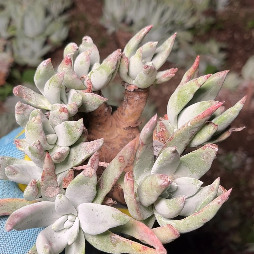 8385刘丹仙女杯多肉瑕疵