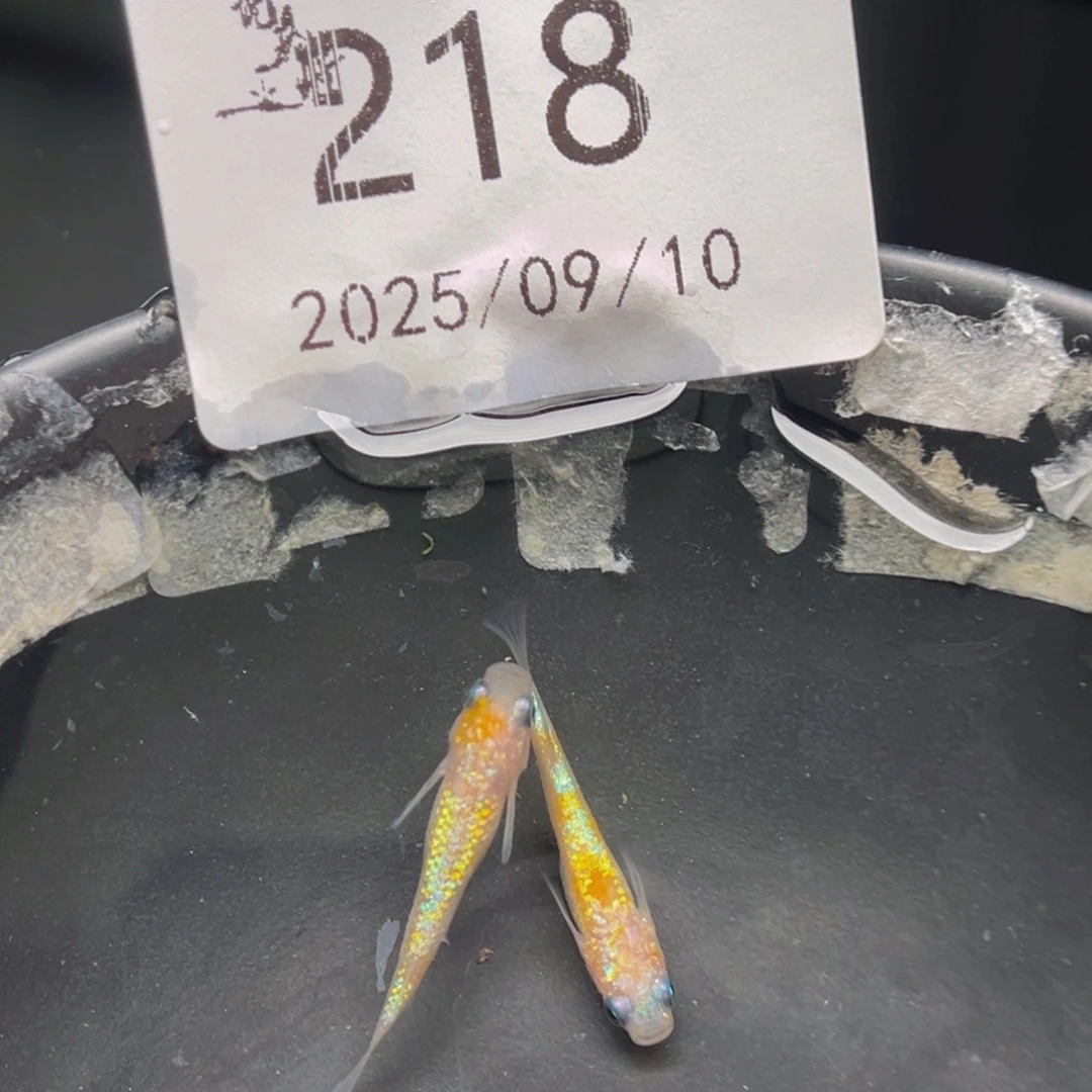 青鳉218王华海王星一对