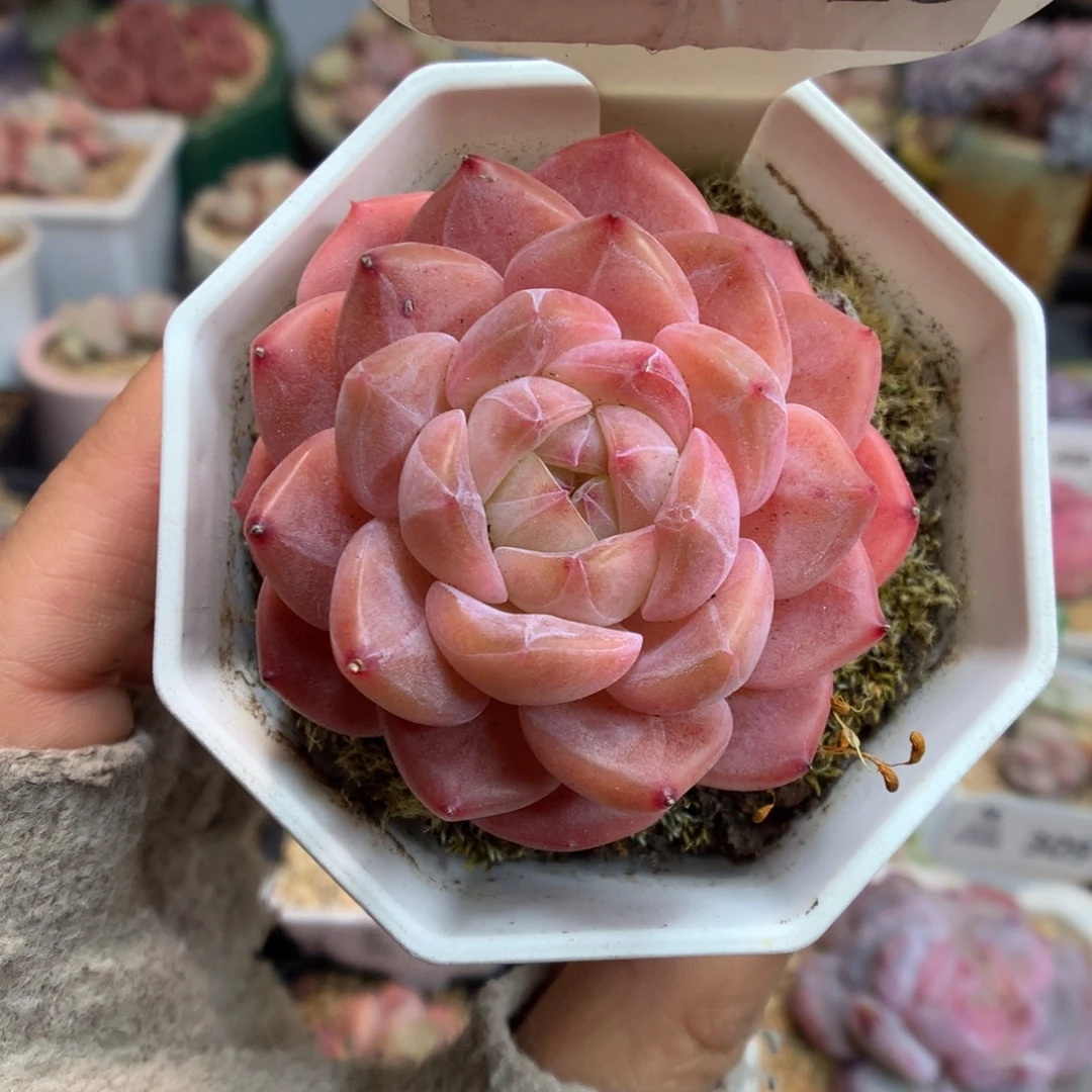 15糖心多肉植物一物一拍