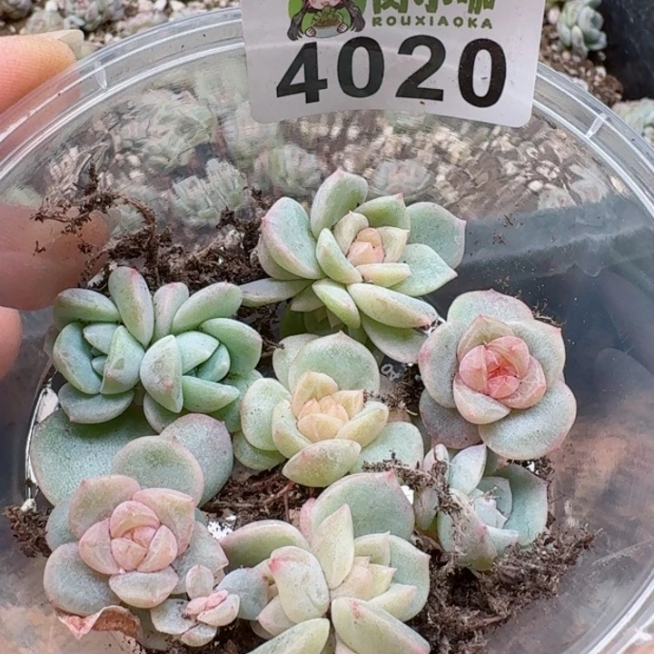 多肉植物多肉植物