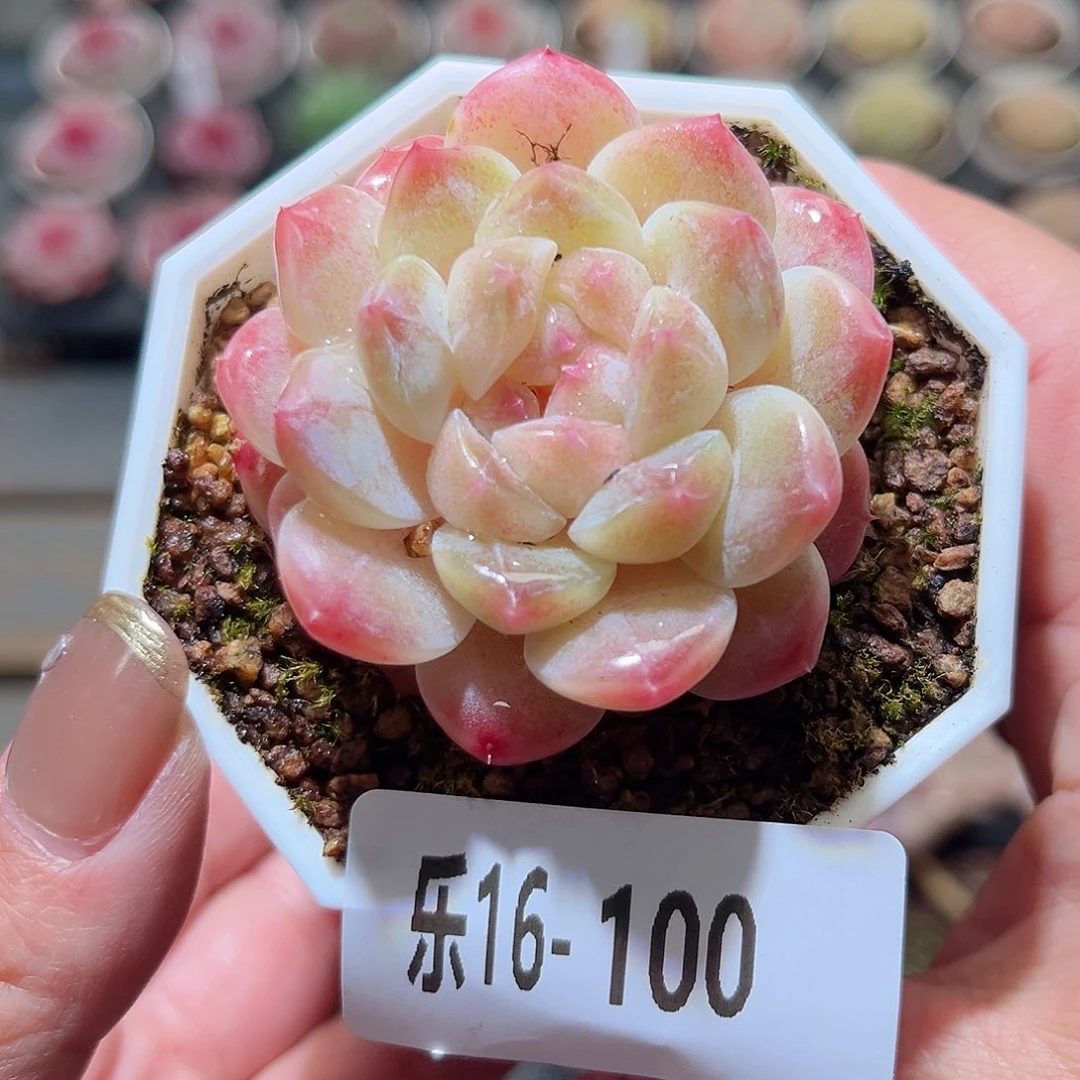 乐16-100 秘境冰魄