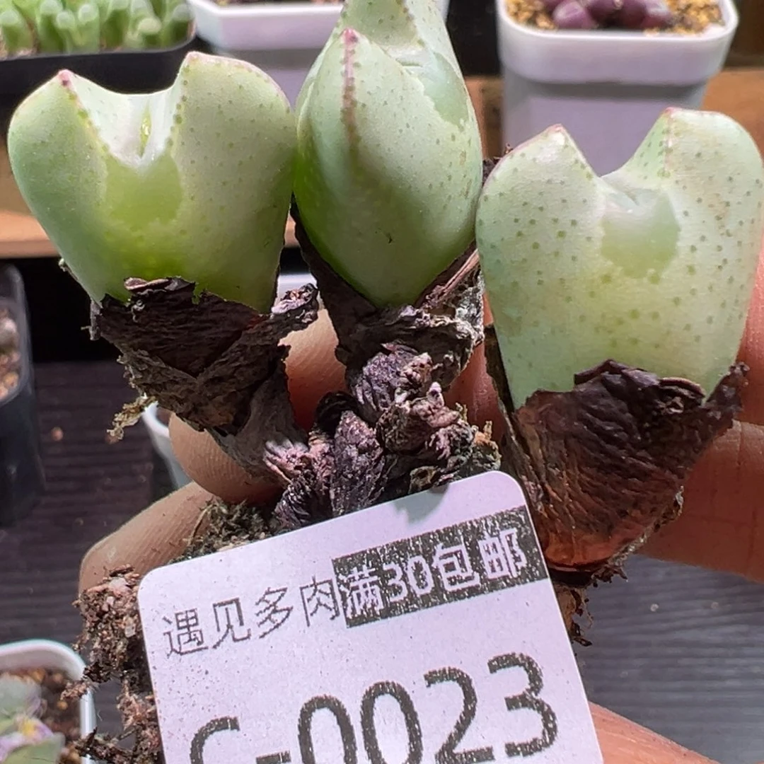 多肉植物111111111111111