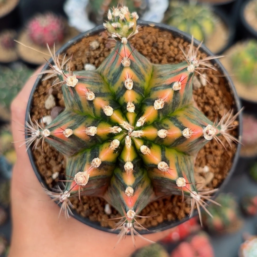 泰系米哈仙人球实生母本120