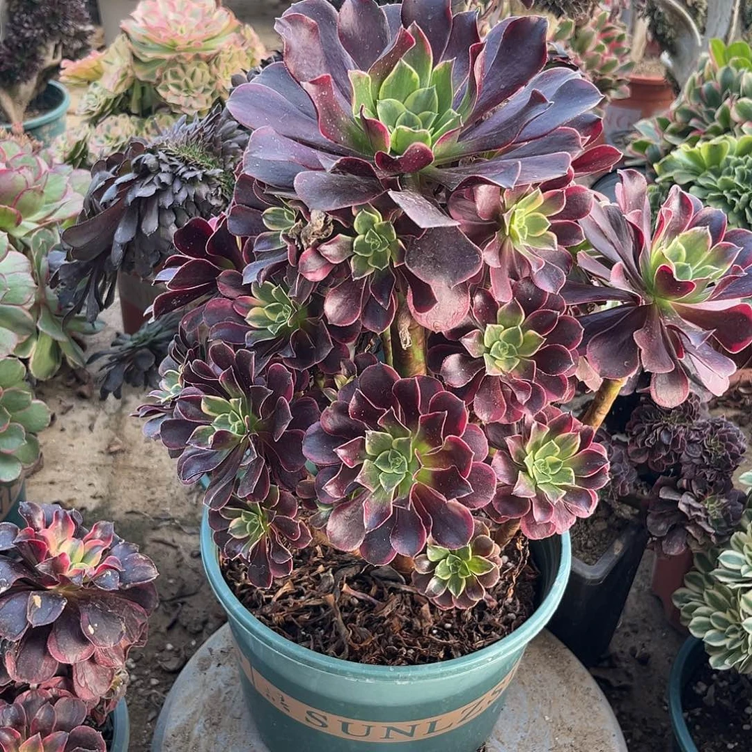 20金丝法师多肉植物