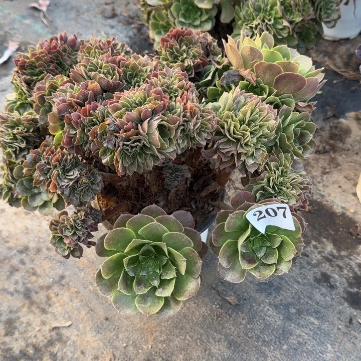 207不包整散包邮。