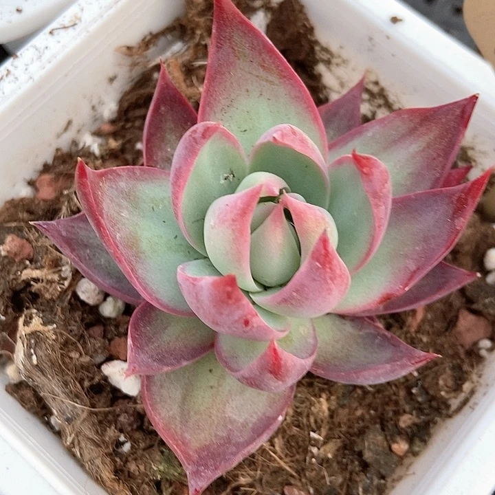 多肉植物惊鸿526