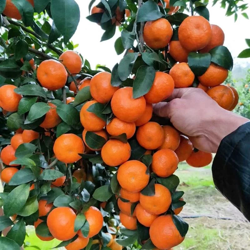 沙糖桔子带果地栽橘子苗树盆栽蜜柑橘南方种植无花果扦插枝条