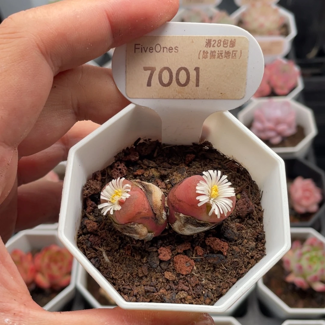 毛汉尼7001-4.5厘米