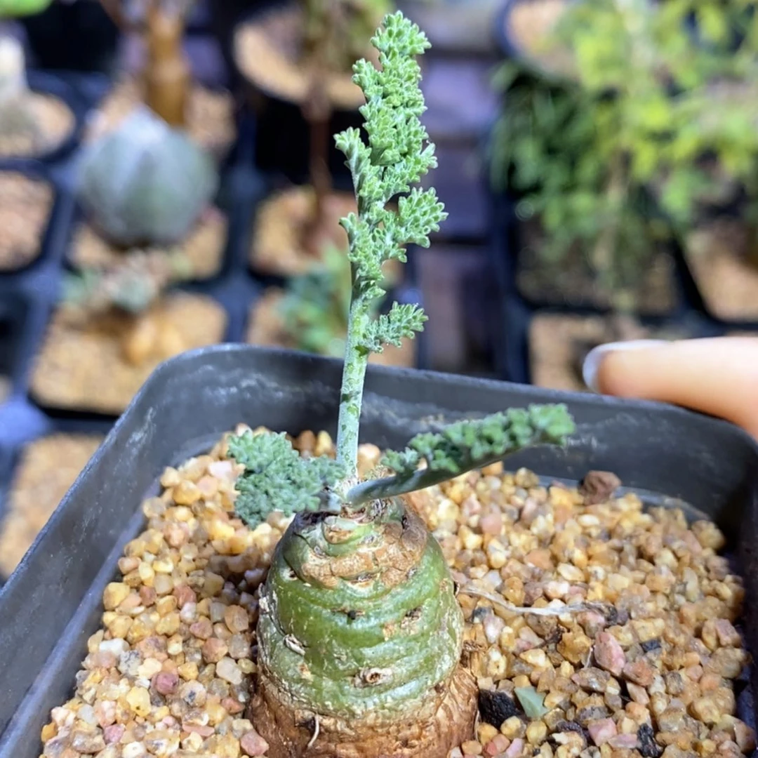【闪购商品】沉香鹿茸