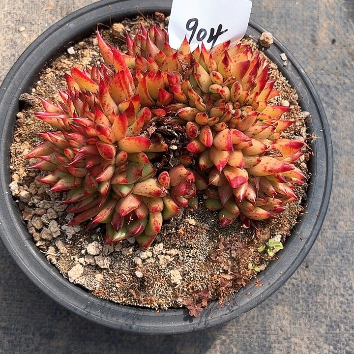 L**.904///////////////