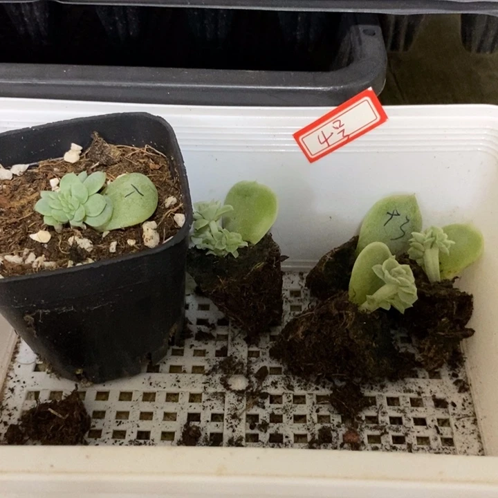 春***约4号打包5个多肉多肉