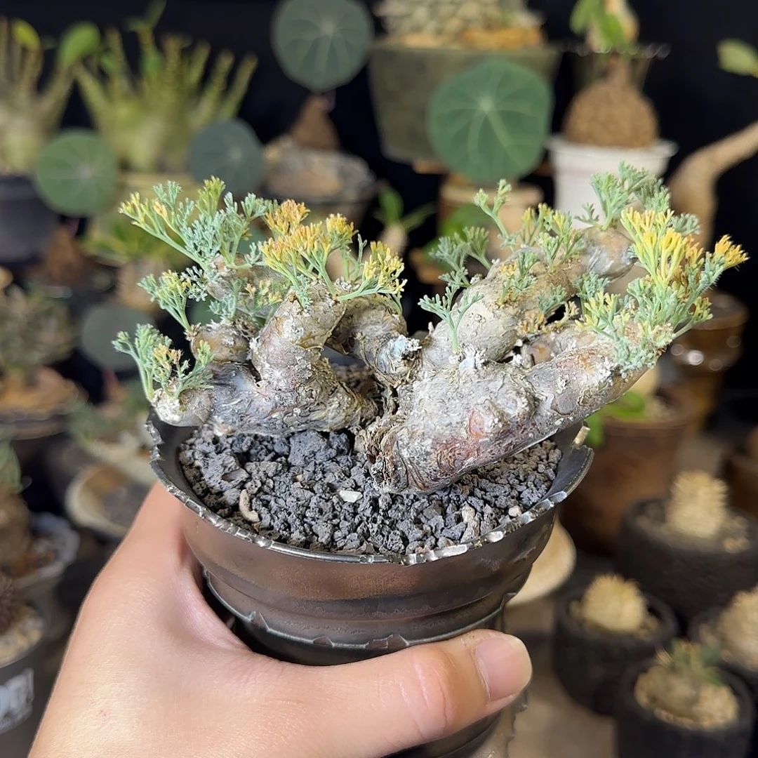 一物一拍黑皮月界36