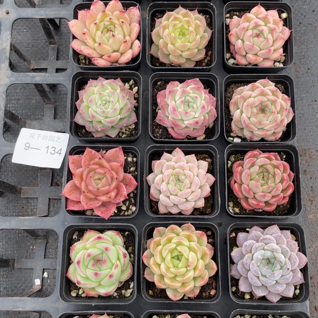 一物一拍18棵9-134