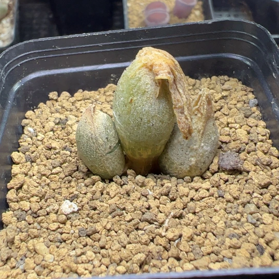 3-214肉锥多肉植物