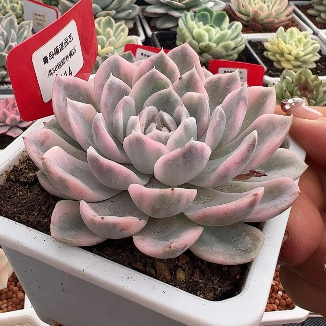 0614雪球锦多肉植物