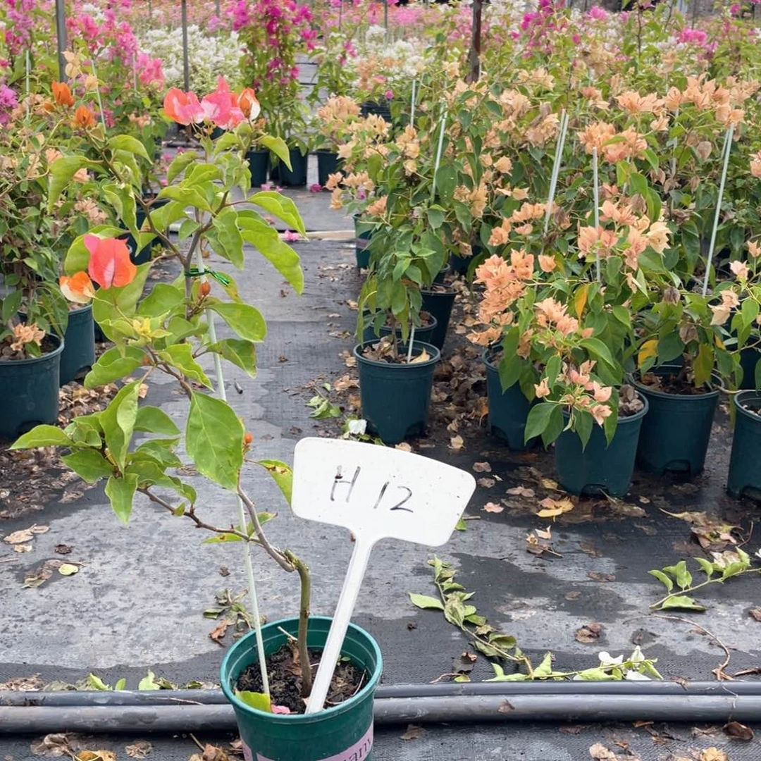 天***靴大量花朵（建议范围：8朵-15朵 或40%以上）橙口红H12