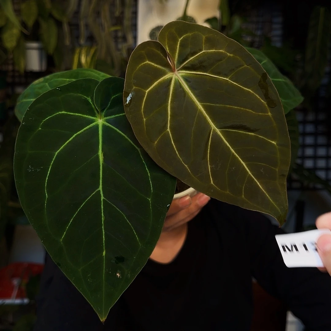 完全开放M126黑丝绒杂细脉