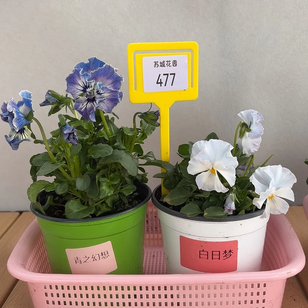 大部分开放少量花苞477