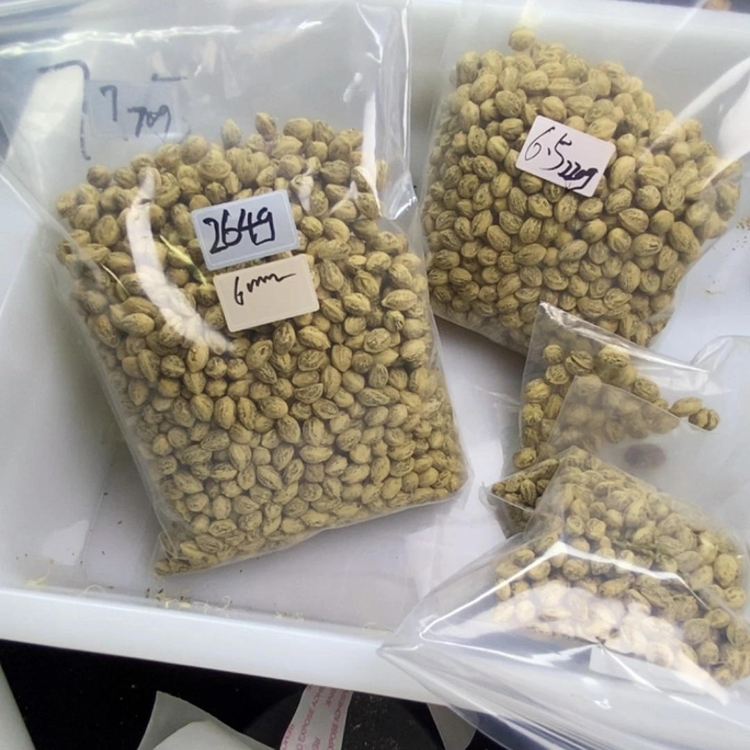 念***念柏香籽/百香籽手串