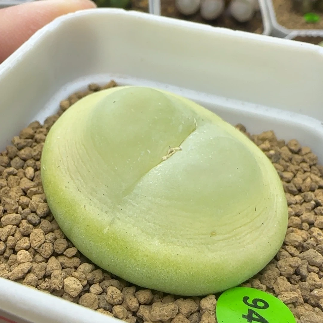 EF534大王拉登4.1+多肉947