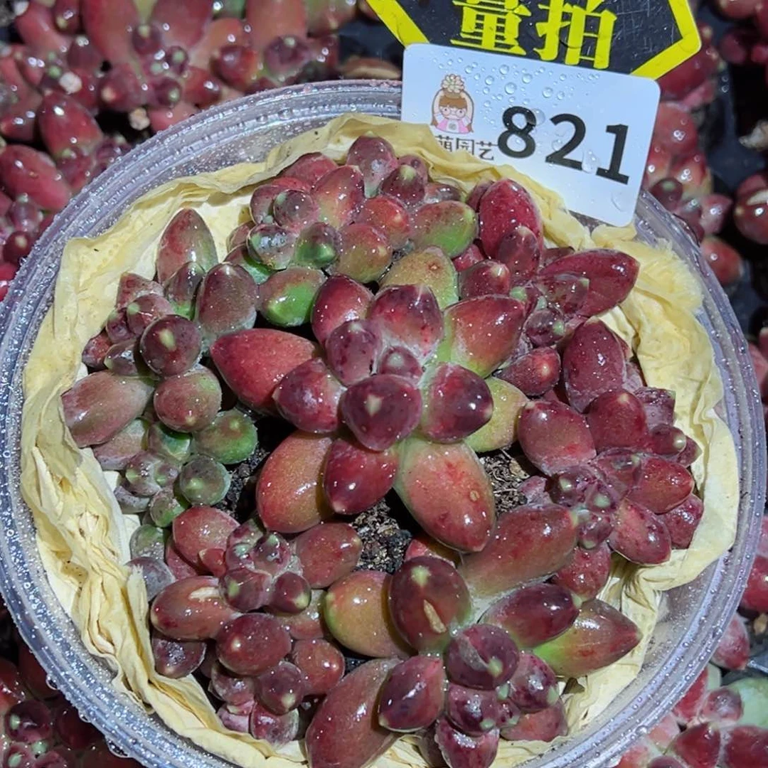 多肉植物多肉植物