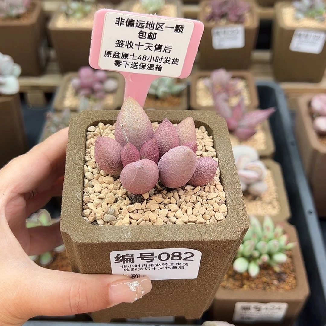 082服部多肉植物