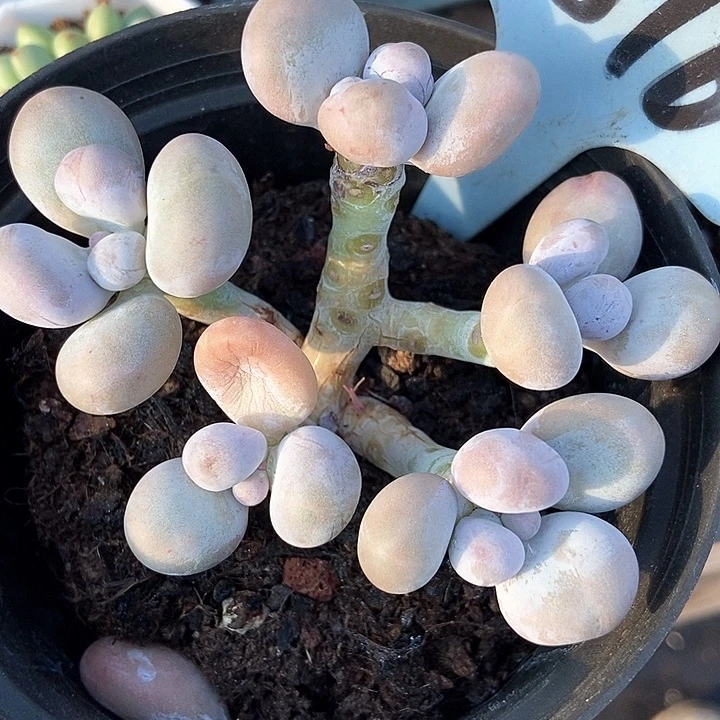 多肉植物橙雪球1816