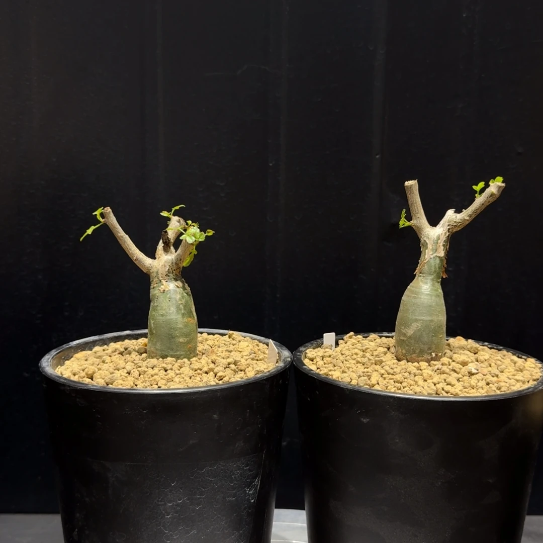 沃德瑞裂榄实生哈