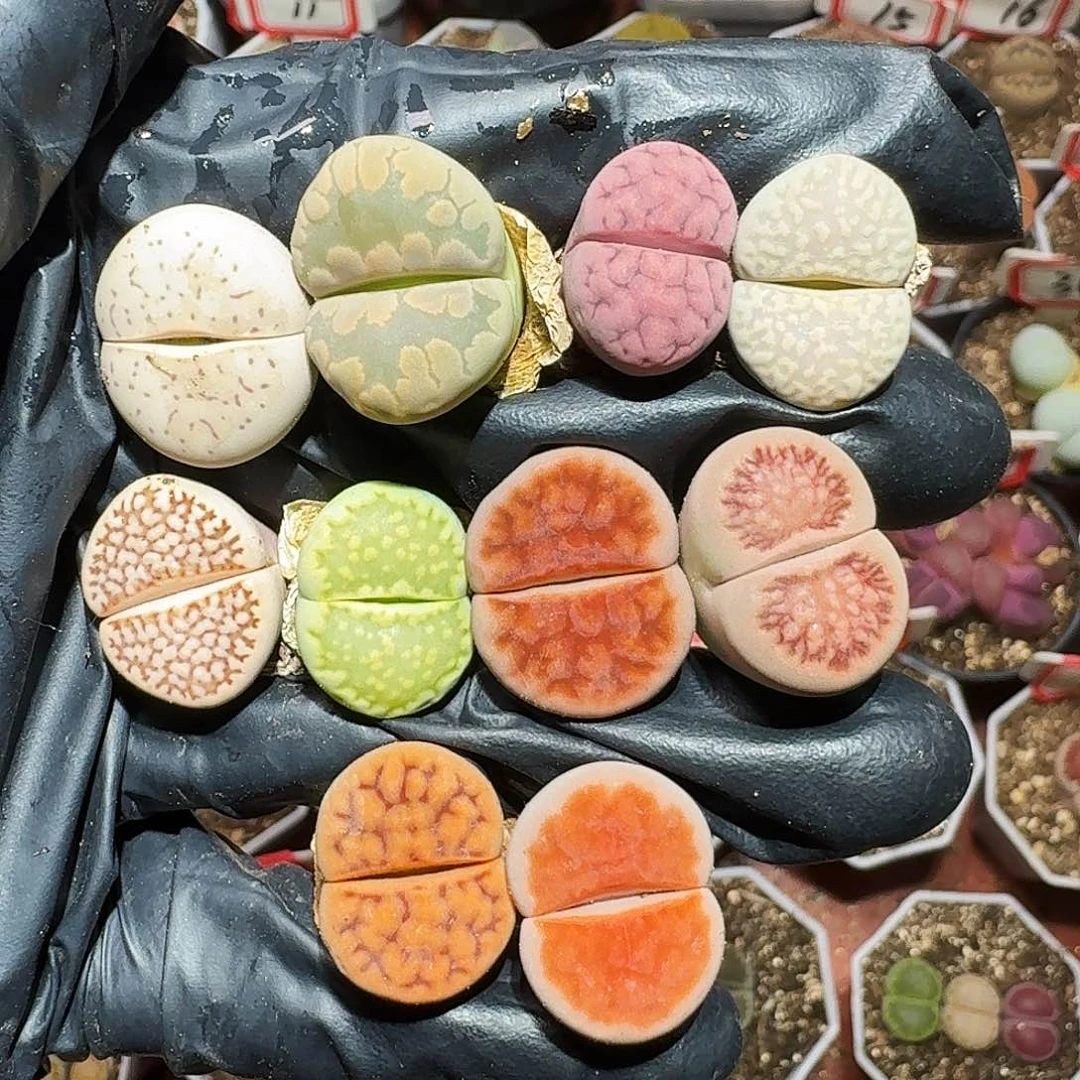 生石花111111。  福利。  205