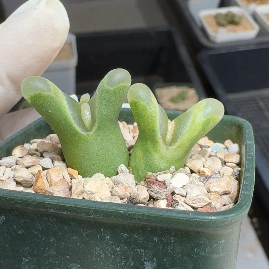 ?**单0115-57江特风铃肉锥