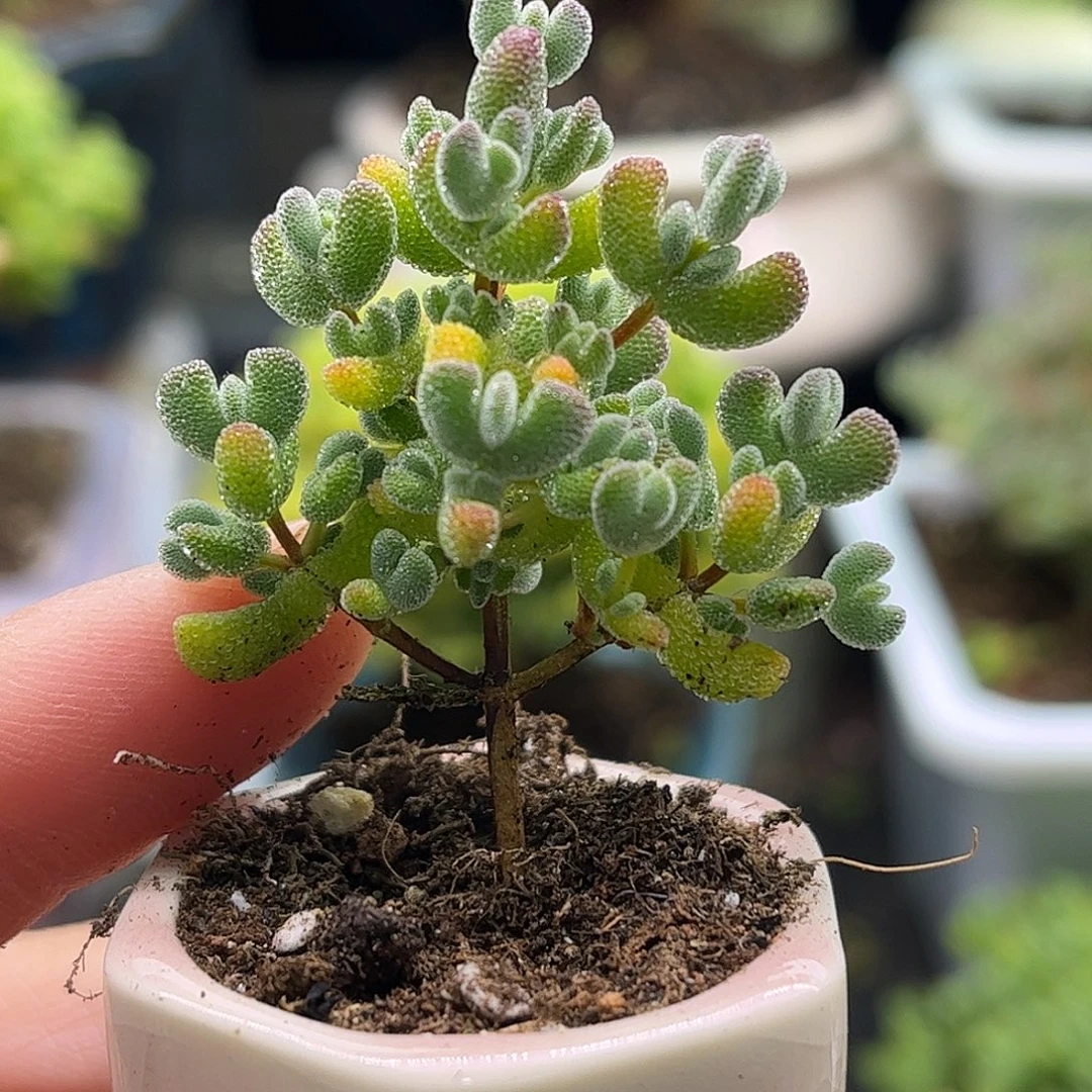 006实生莱斯带盆优选