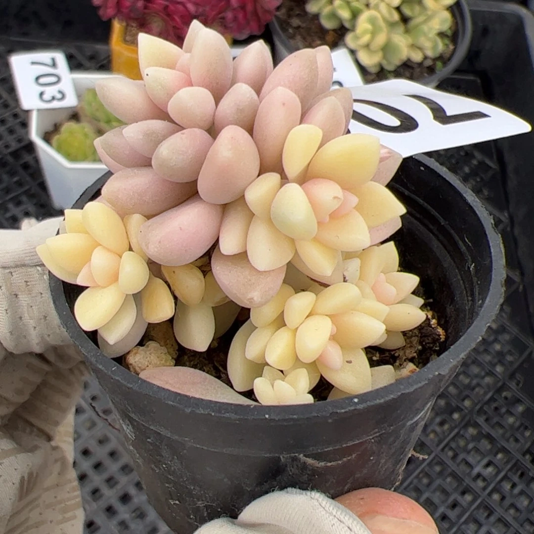 706 多肉植物组合盆栽