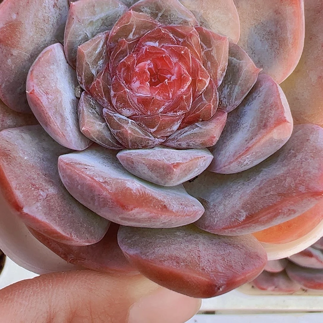 星愿冰魄19包邮多肉