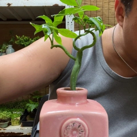 红陶一物一拍所见即所得134