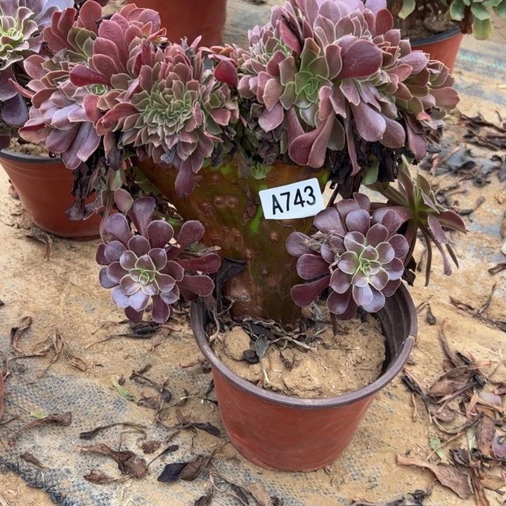 欧缀多肉植物743.