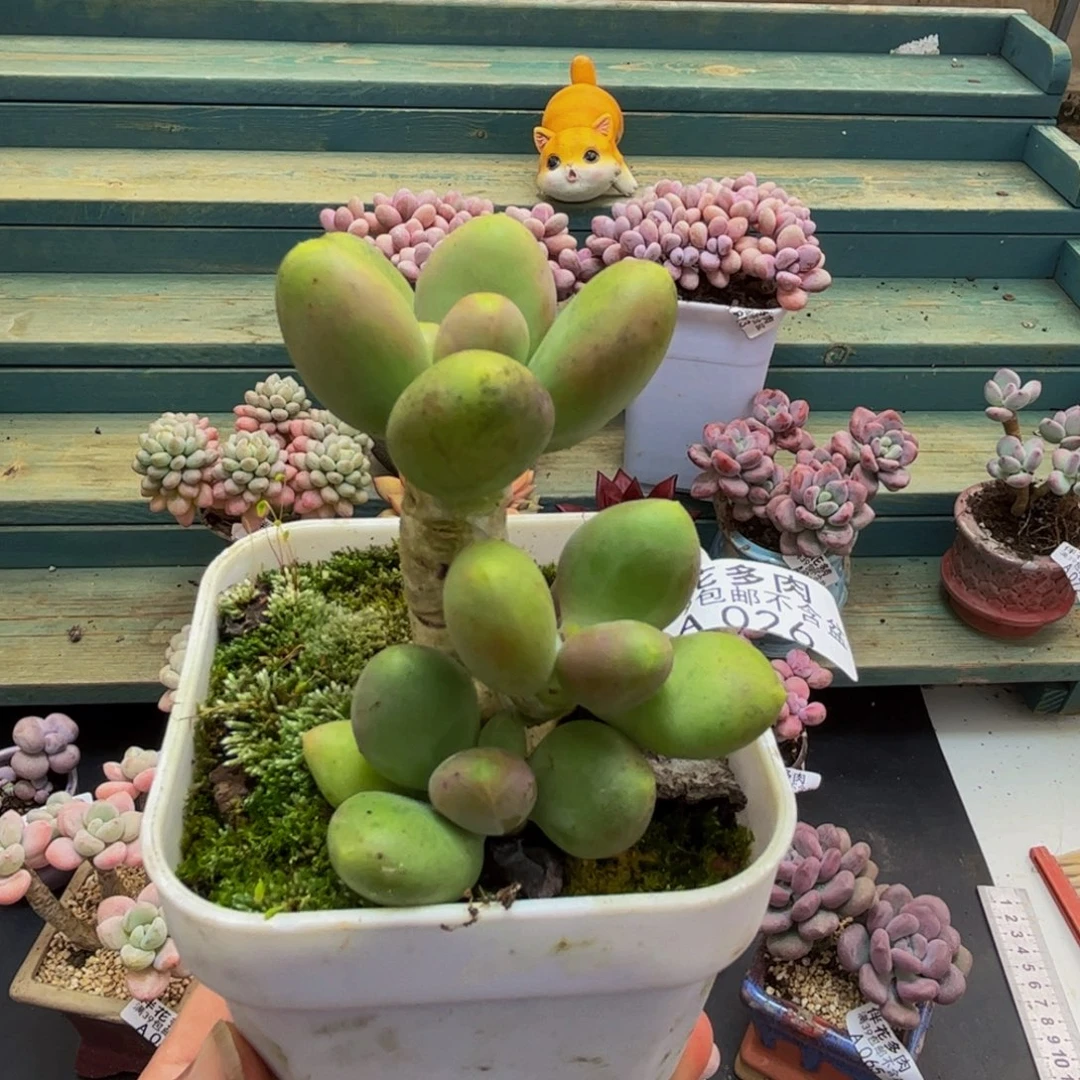 026芒果奶6cm多肉
