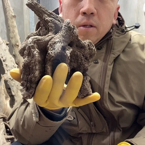 柏木静**乐崖柏毛料的