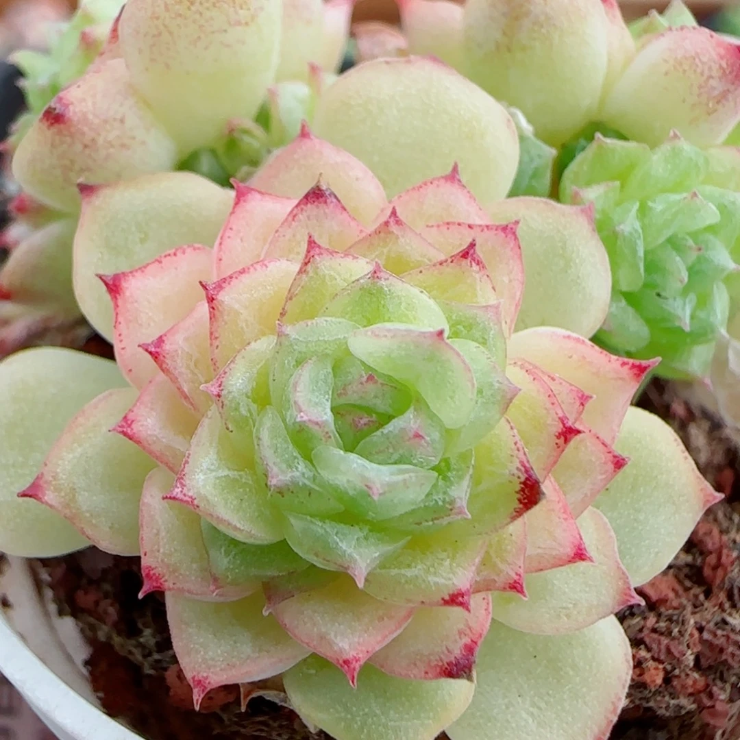 花语逸镜0929-35散