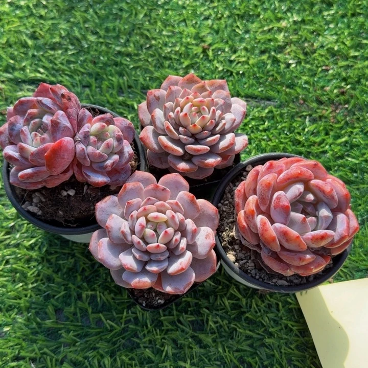 用***3星星橙两颗石榴子 橙梦露。