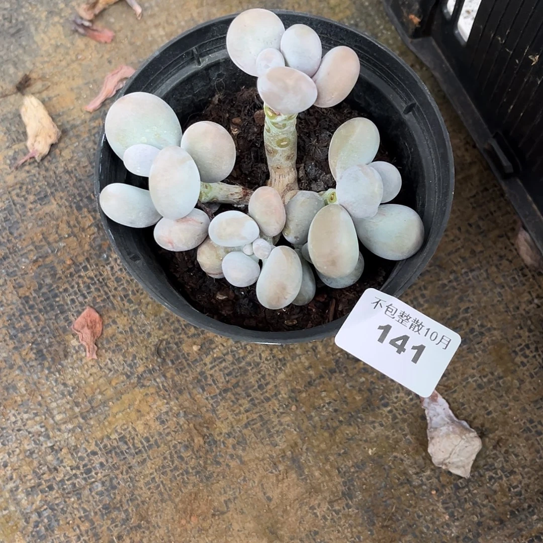 阿雅园艺。        141奶酪