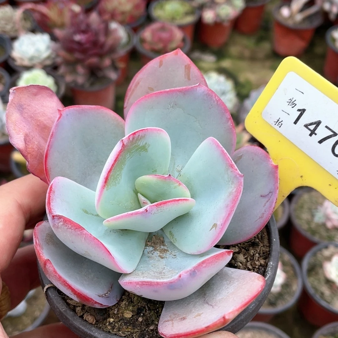 【闪购商品】之*啊1470号