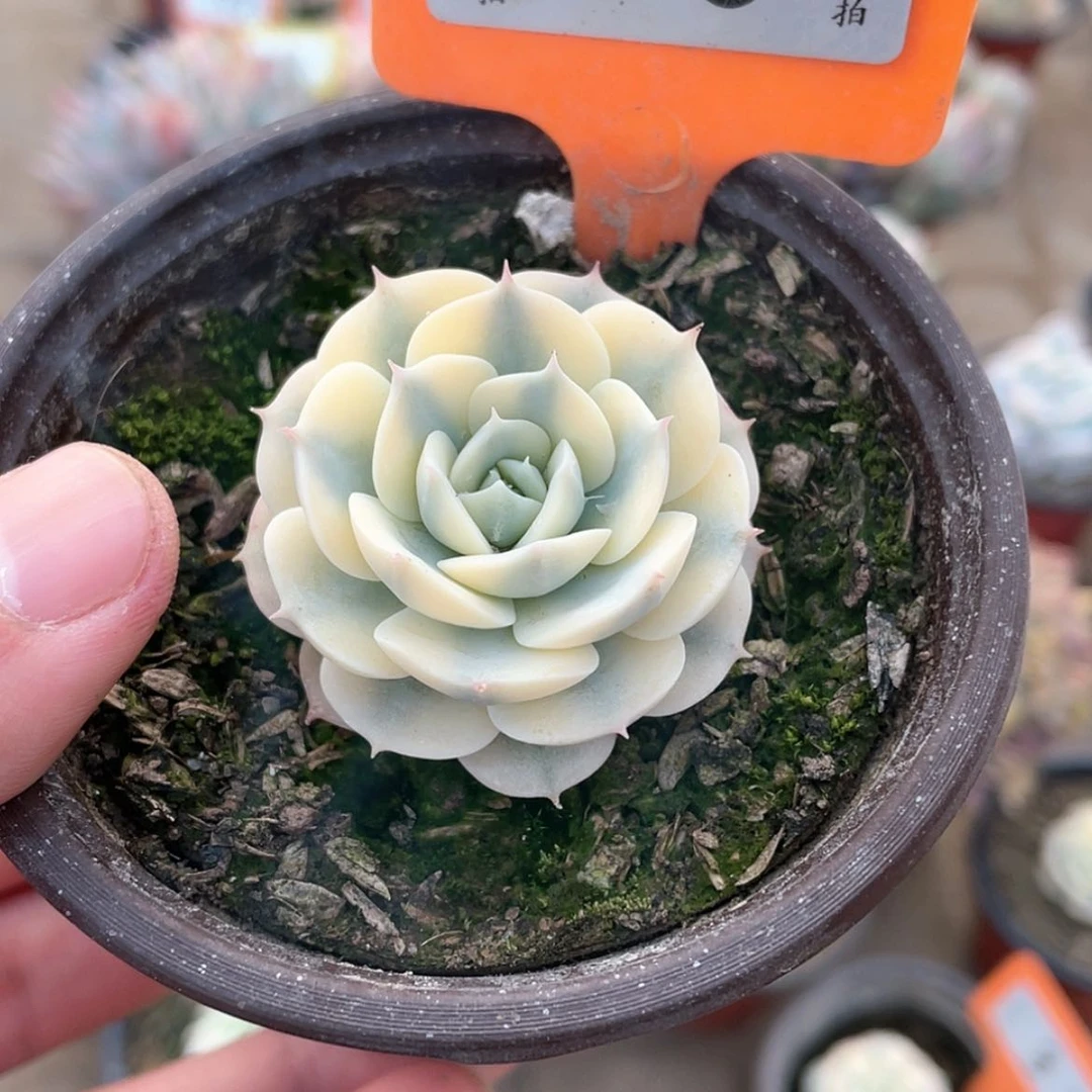 【闪购商品】70号的