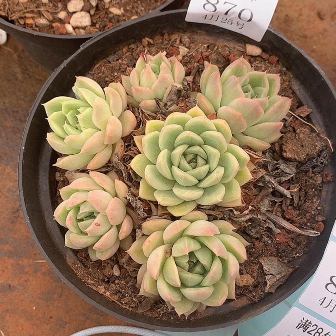 【闪购商品】云870