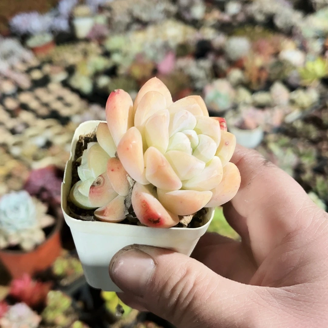 比*大195多肉植物提取萃取剂中