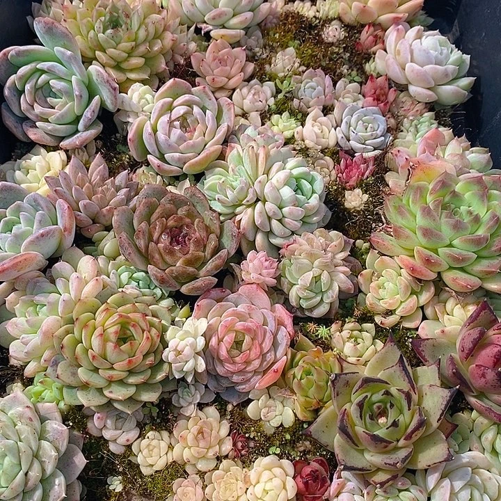 91 多肉植物盆栽花卉盆栽